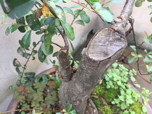 火棘下山桩的一级枝怎么养粗 图片