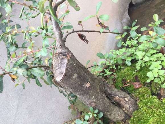 火棘下山桩的一级枝怎么养粗 图片