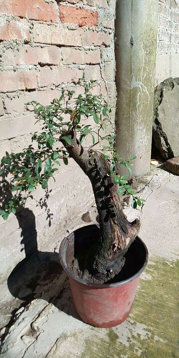 为什么下山桩一脱盆 土掉光 图片