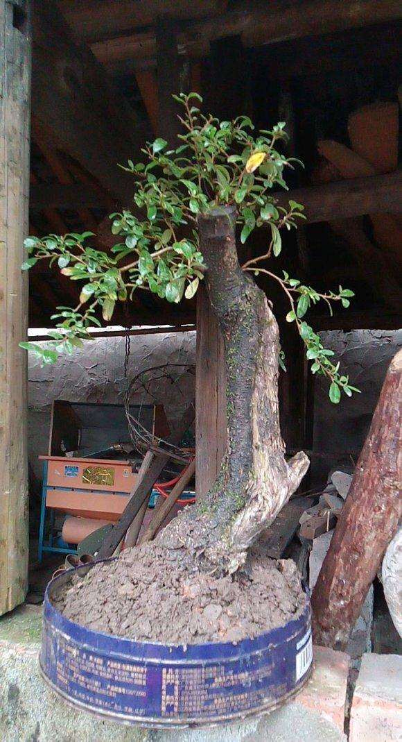 为什么下山桩一脱盆 土掉光 图片