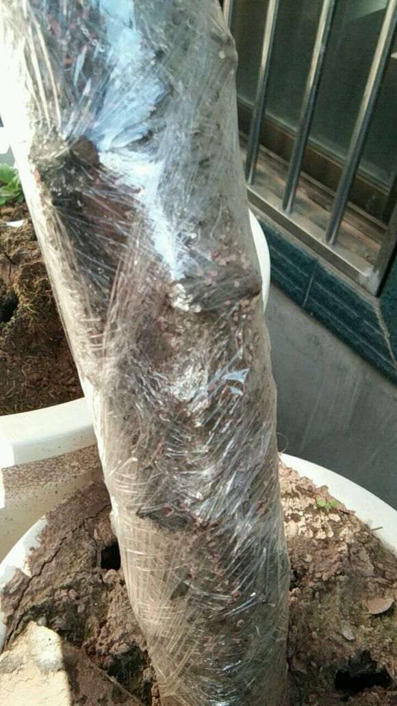 这是下山桩发芽了 还是发霉了 怎么办