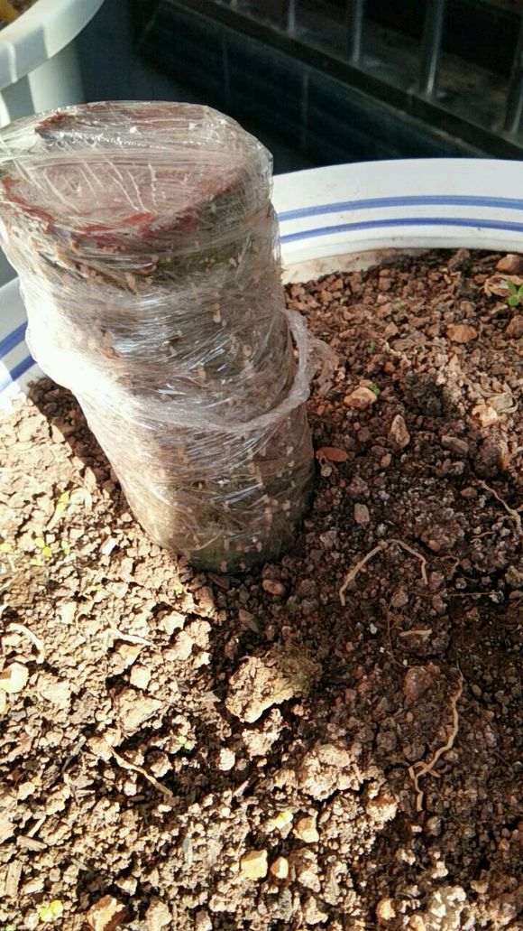 这是下山桩发芽了 还是发霉了 怎么办