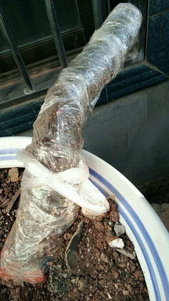 这是下山桩发芽了 还是发霉了 怎么办