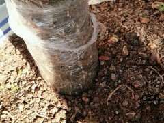 这是下山桩发芽了 还是发霉了 怎么办