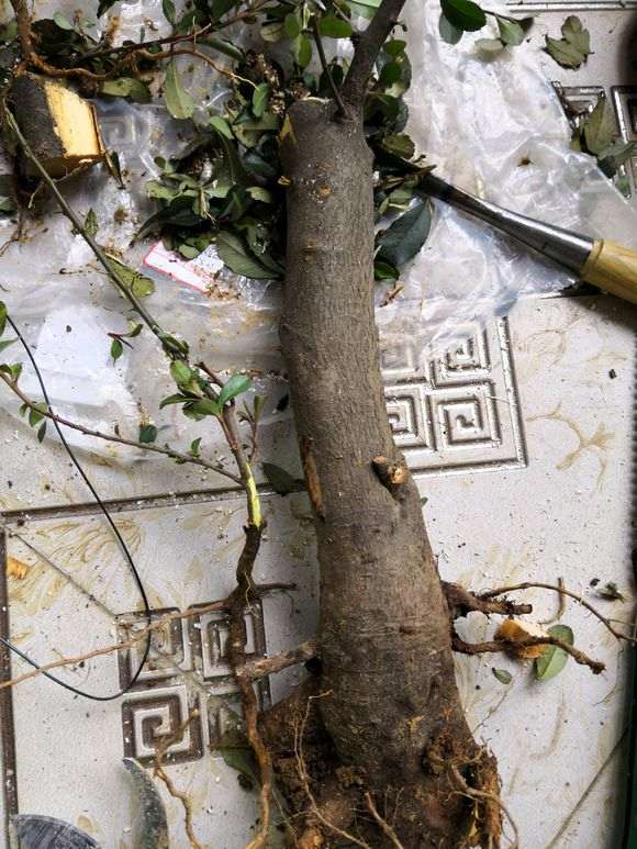 火棘下山桩怎么上盆造型的方法 图片
