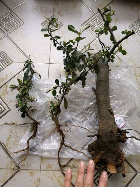 火棘下山桩怎么上盆造型的方法 图片