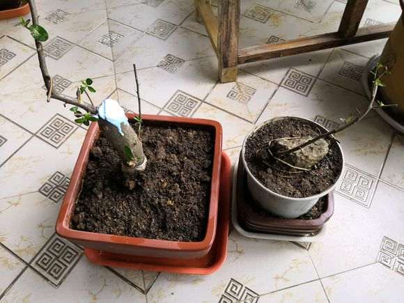 火棘下山桩怎么上盆造型的方法 图片