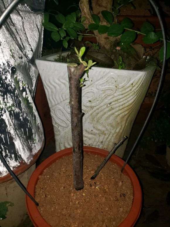 关于火棘下山桩怎么套袋的方法 图片