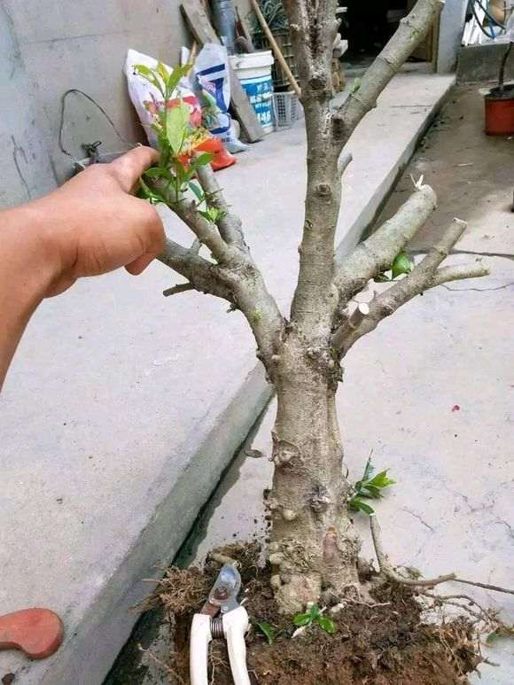 网友的一个直杆栀子下山桩 怎么样 图片