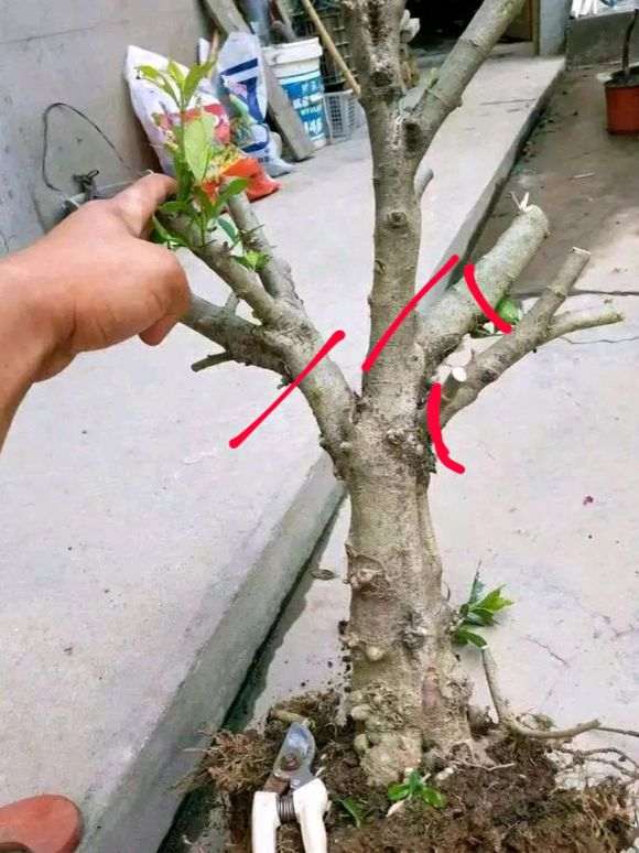 网友的一个直杆栀子下山桩 怎么样 图片