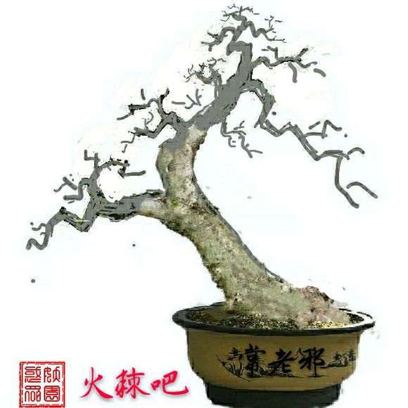 网友的一个直杆栀子下山桩 怎么样 图片