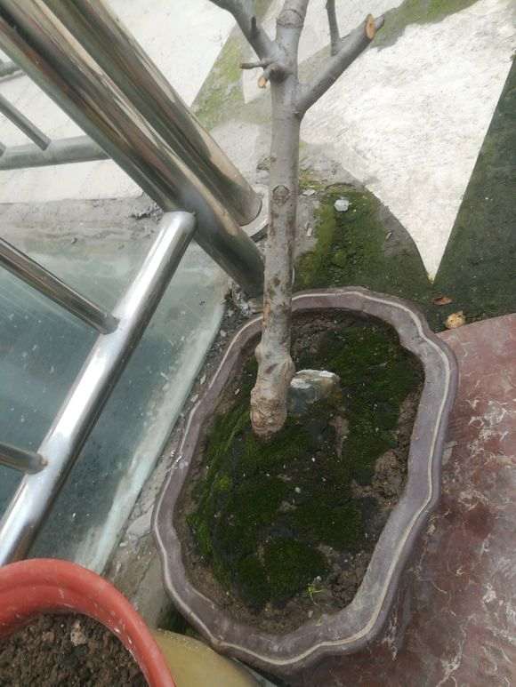 新入手的梅花下山桩这样栽可以吗