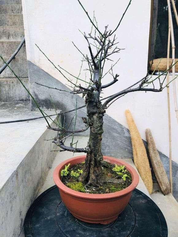 为什么梅花下山桩不会直着长的 图片