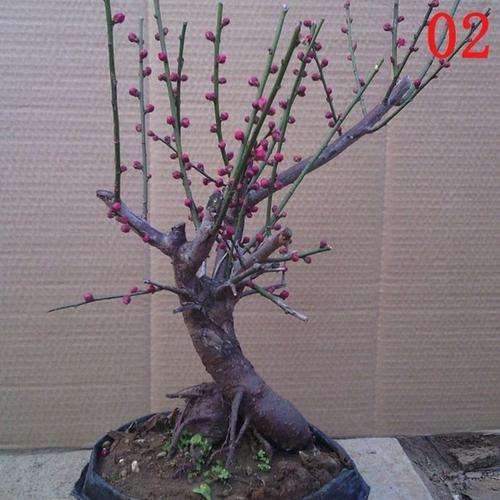 为什么梅花下山桩不会直着长的 图片