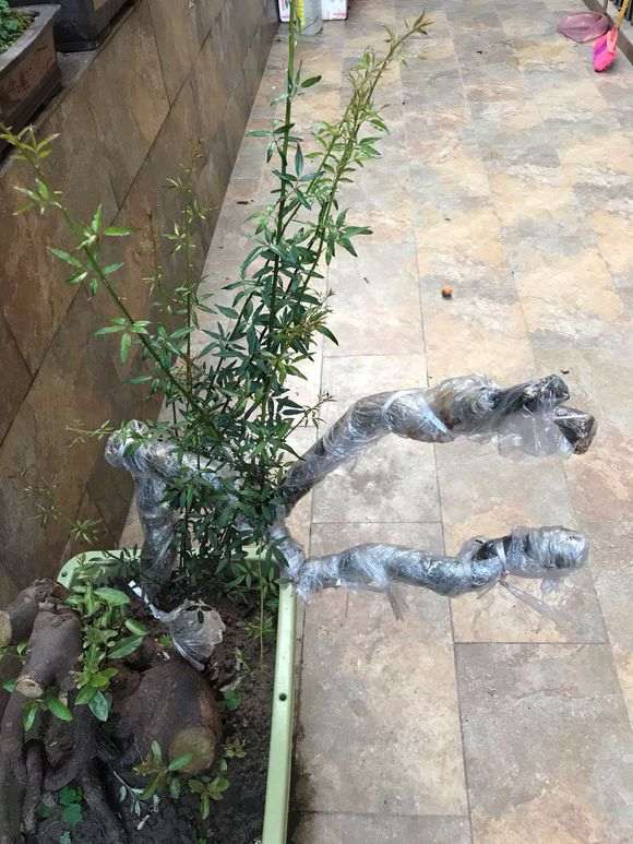 为什么梅花下山桩发芽带刺呢 图片