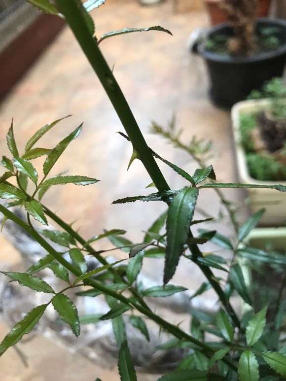 为什么梅花下山桩发芽带刺呢 图片