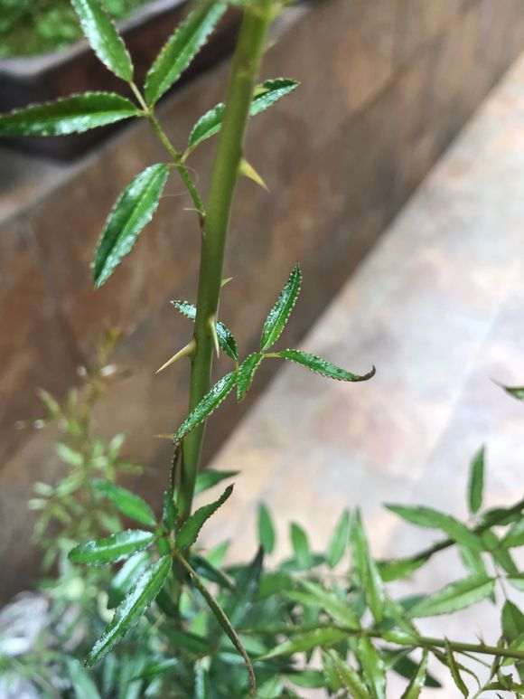 为什么梅花下山桩发芽带刺呢 图片