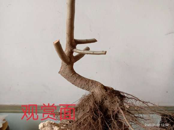 图解 怎么修剪梅花下山桩的方法 图片