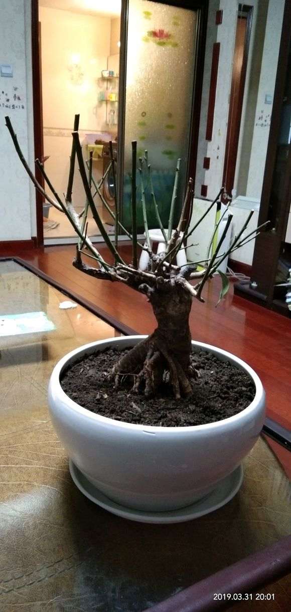 梅花下山桩半年了 还没长叶 怎么办 图片