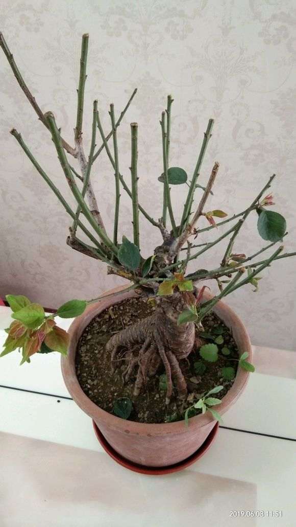 为什么梅花下山桩不长叶子 图片