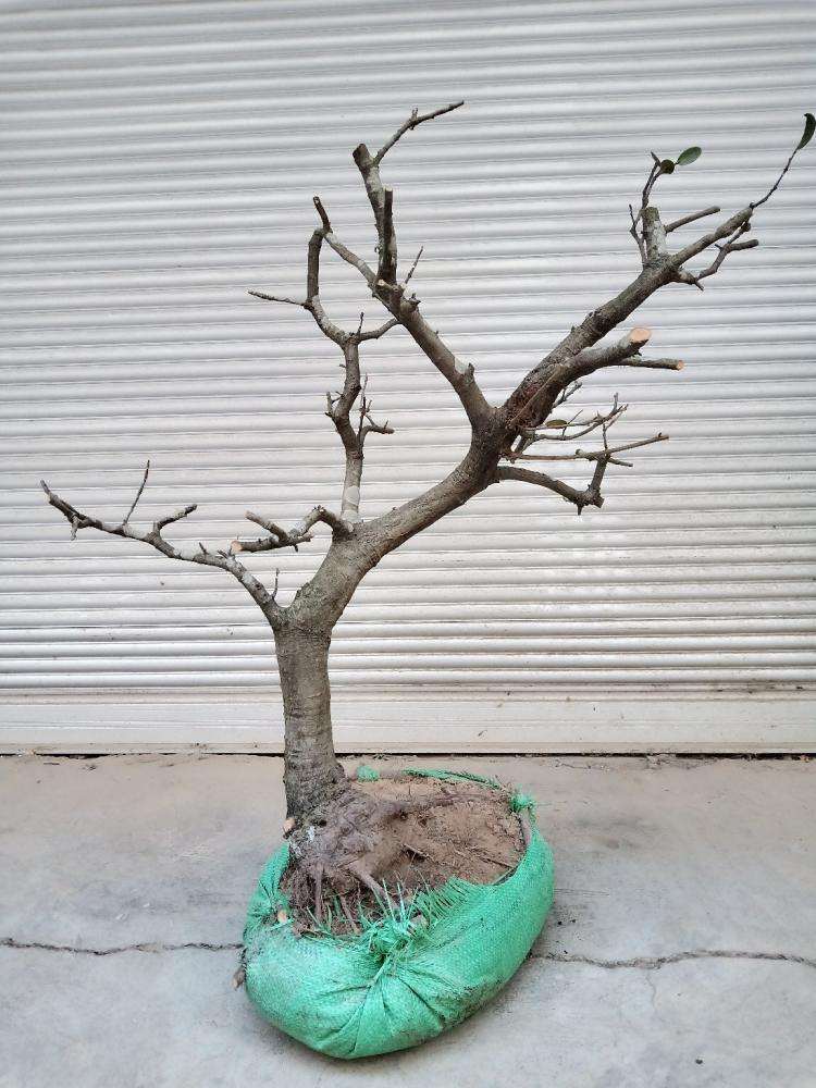 为什么梅花下山桩不长叶子 图片