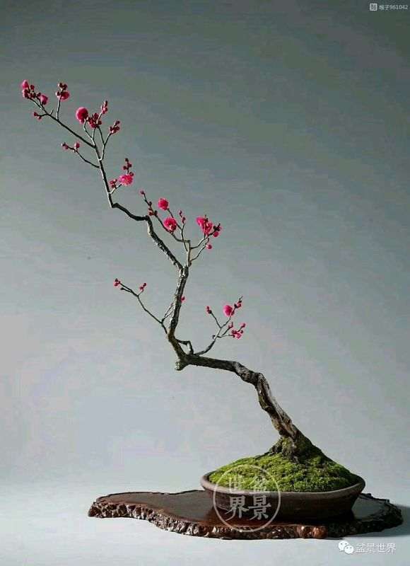 什么形状的梅花下山桩 最美 图片