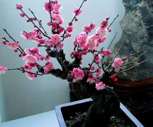 什么形状的梅花下山桩 最美 图片