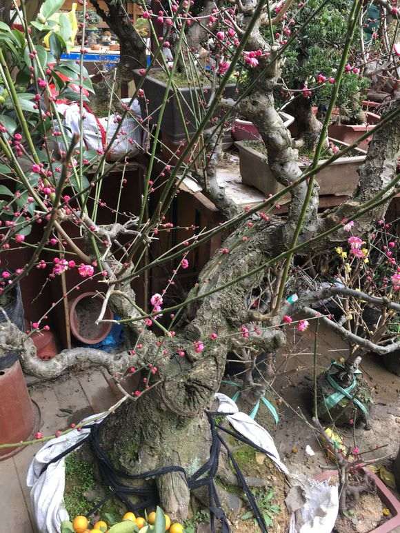 大型梅花下山桩 2万价格 贵吗 图片