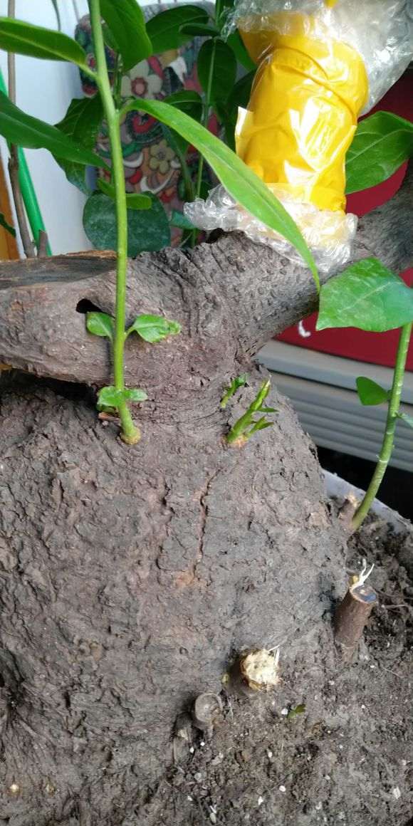 梅花下山桩子有30年了 还能出新芽吗