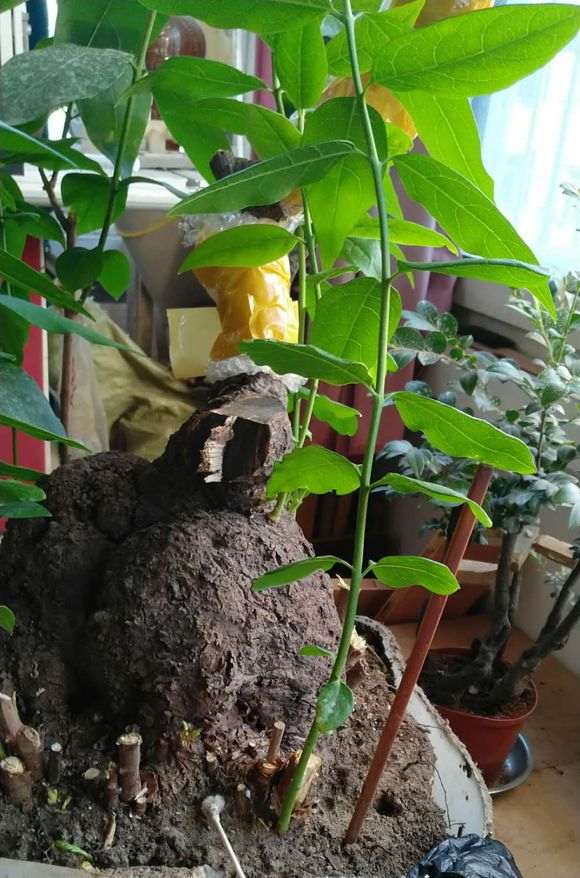 梅花下山桩子有30年了 还能出新芽吗