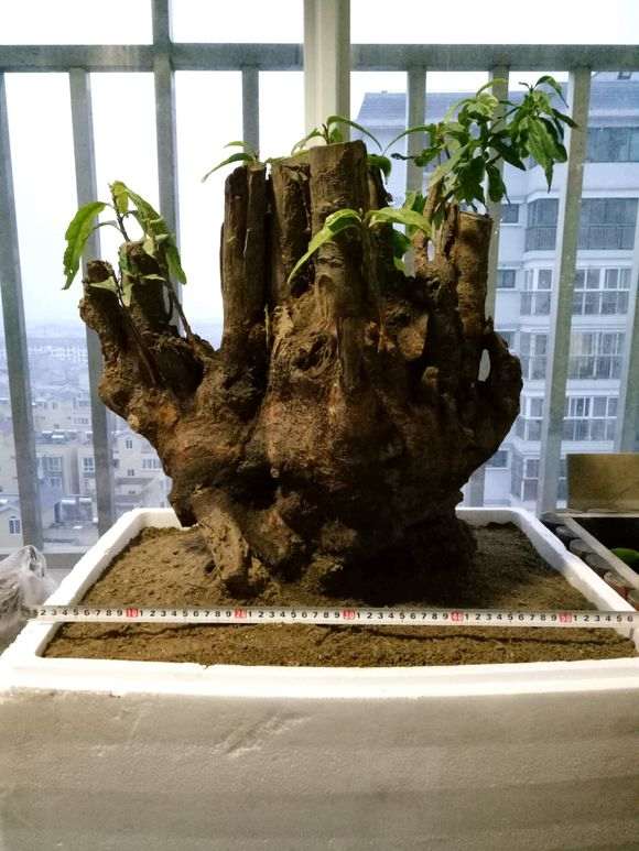 梅花下山桩怎么用生根粉的方法 图片