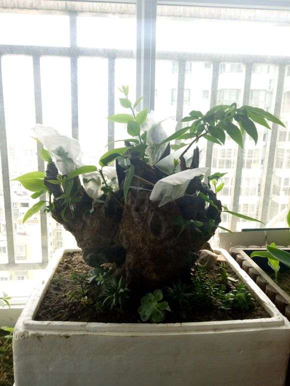 梅花下山桩怎么用生根粉的方法 图片