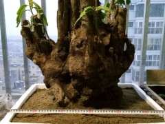 梅花下山桩怎么用生根粉的方法 图片