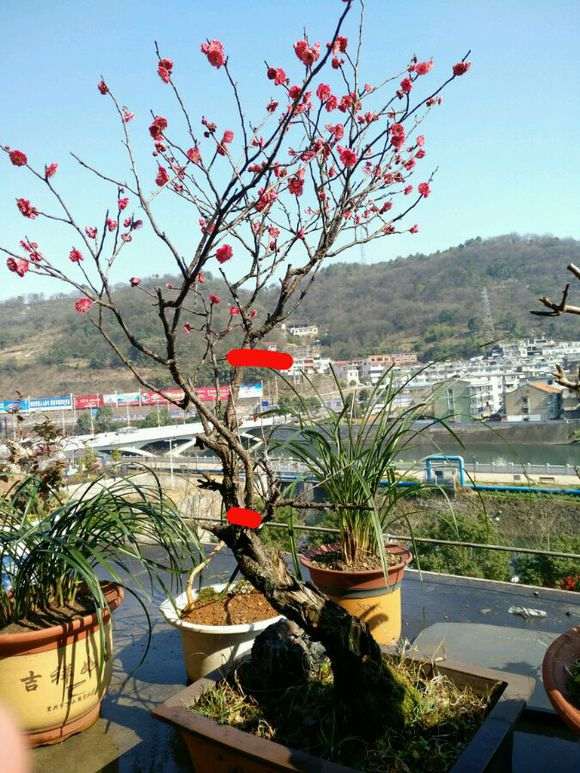 梅花下山桩 求怎么修剪的方法 图片