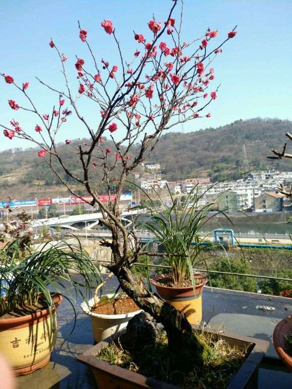 梅花下山桩 求怎么修剪的方法 图片
