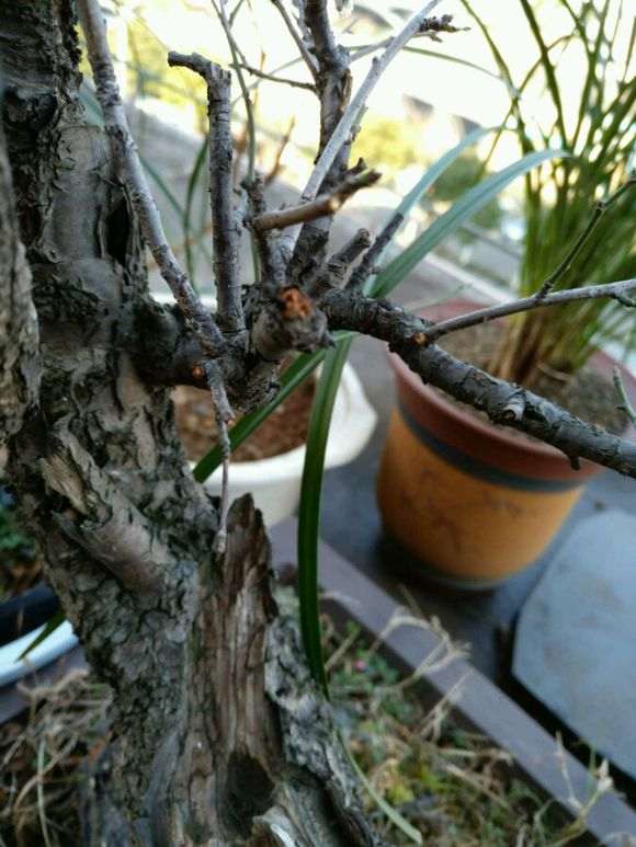 梅花下山桩 求怎么修剪的方法 图片