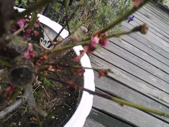 梅花下山桩换盆后发黑枯死 怎么办