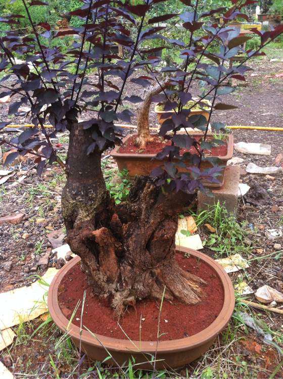 今年栽培的老梅花下山桩 怎么样 图片