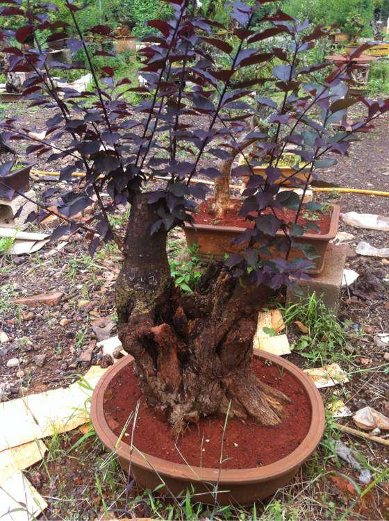 今年栽培的老梅花下山桩 怎么样 图片