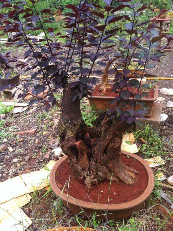 今年栽培的老梅花下山桩 怎么样 图片