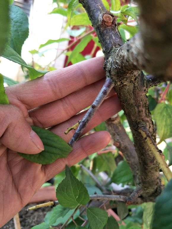 梅花下山桩花后 没有发芽 怎么办 图片