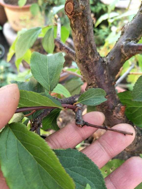 梅花下山桩花后 没有发芽 怎么办 图片