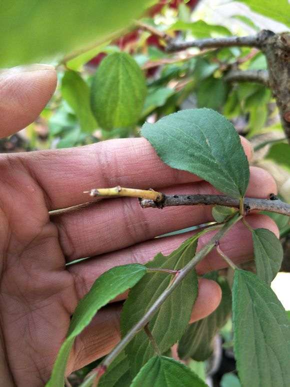 梅花下山桩花后 没有发芽 怎么办 图片