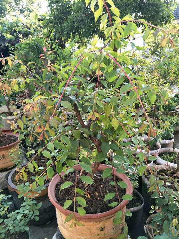 梅花下山桩花后 没有发芽 怎么办 图片