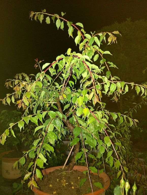 梅花下山桩花后 没有发芽 怎么办 图片