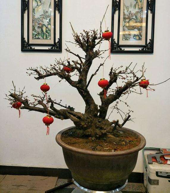 梅花下山桩盆景 价格4位数 怎么样 图片