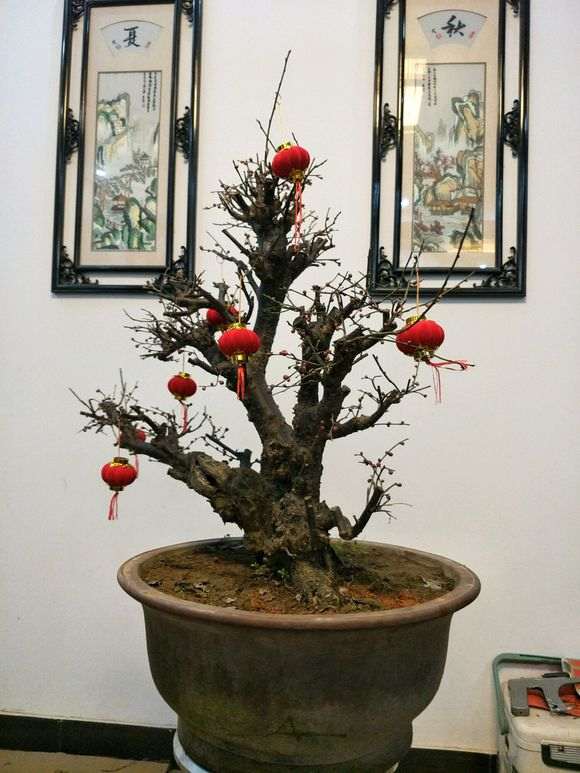 梅花下山桩盆景 价格4位数 怎么样 图片