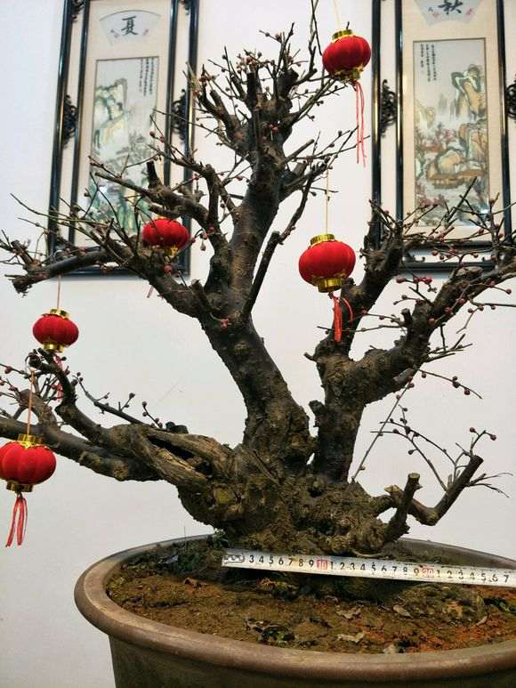 梅花下山桩盆景 价格4位数 怎么样 图片