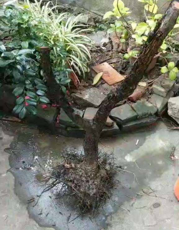 这个梅花下山桩能不能做盆景 图片
