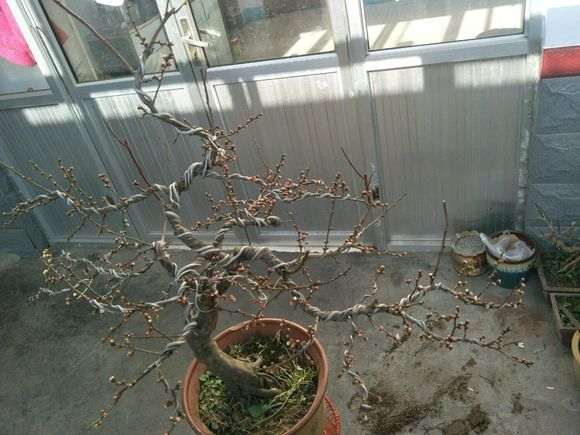 一颗老桩梅花下山桩 请欣赏指点